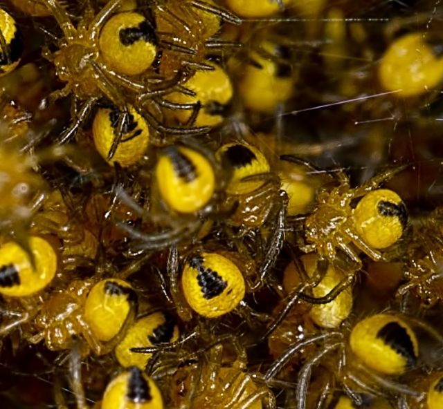 Giovanissimi Araneus sp. - Lunigiana